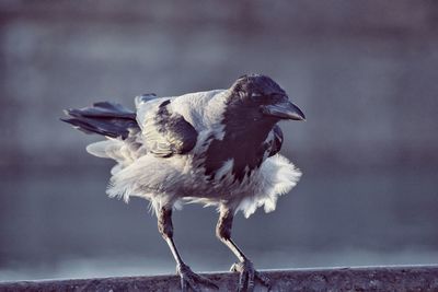 Close-up of hooded crow