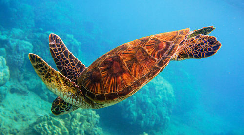 Turtle swimming in sea