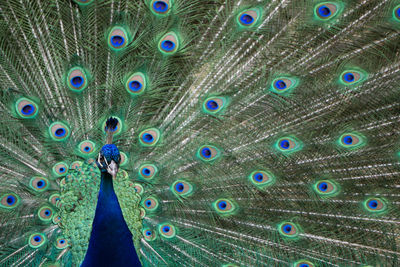 Close-up of peacock