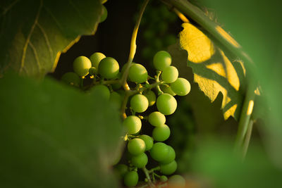 Close-up of grapes growing on plant