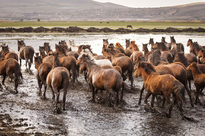 Herd of sheep in the water