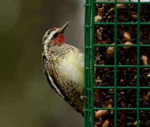 Close-up of bird perching on stem