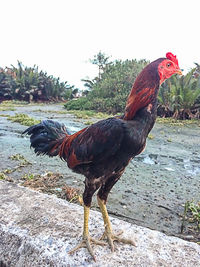 Close-up of rooster on field