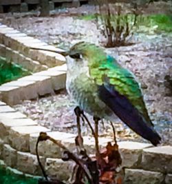 Close-up of bird perching outdoors