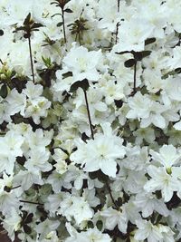 Close-up of white flowering plant