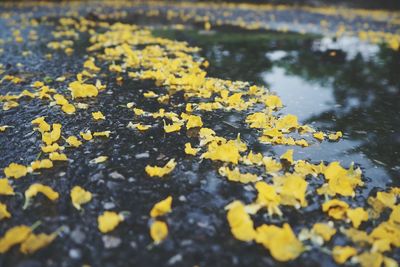 Close-up of yellow leaves floating on water