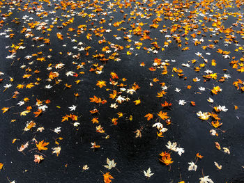 High angle view of autumn leaves