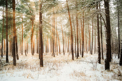 Trees in forest during winter