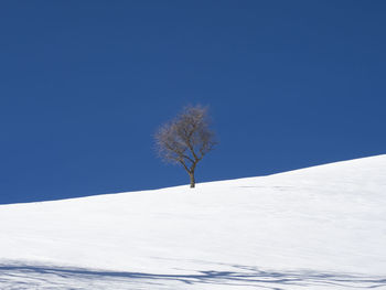 Tree in a snowy landscape