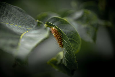 Close-up of insect on leaf