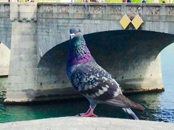 Full length of a bird on ground