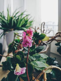 Close-up of pink flowering plant