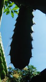 Low angle view of cactus against clear sky