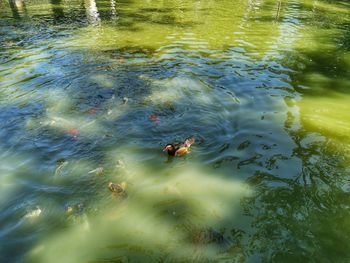 High angle view of ducks swimming in lake