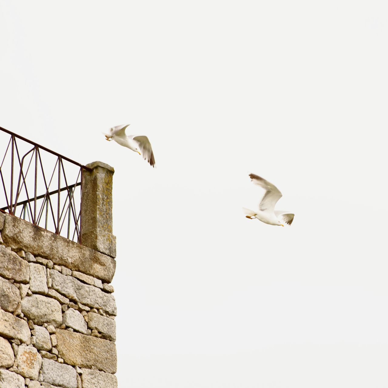 LOW ANGLE VIEW OF BIRDS AGAINST THE SKY