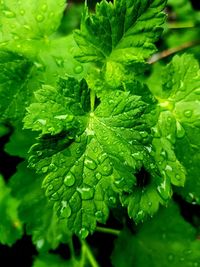 Close-up of raindrops on leaves