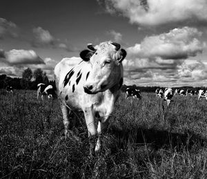 Cow in a field