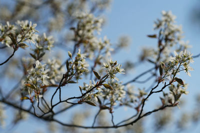 Low angle view of cherry blossoms against sky