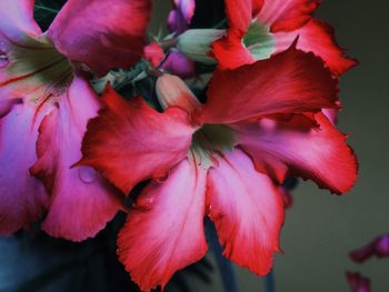 Close-up of pink flower