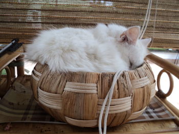 Close-up of cat relaxing in basket