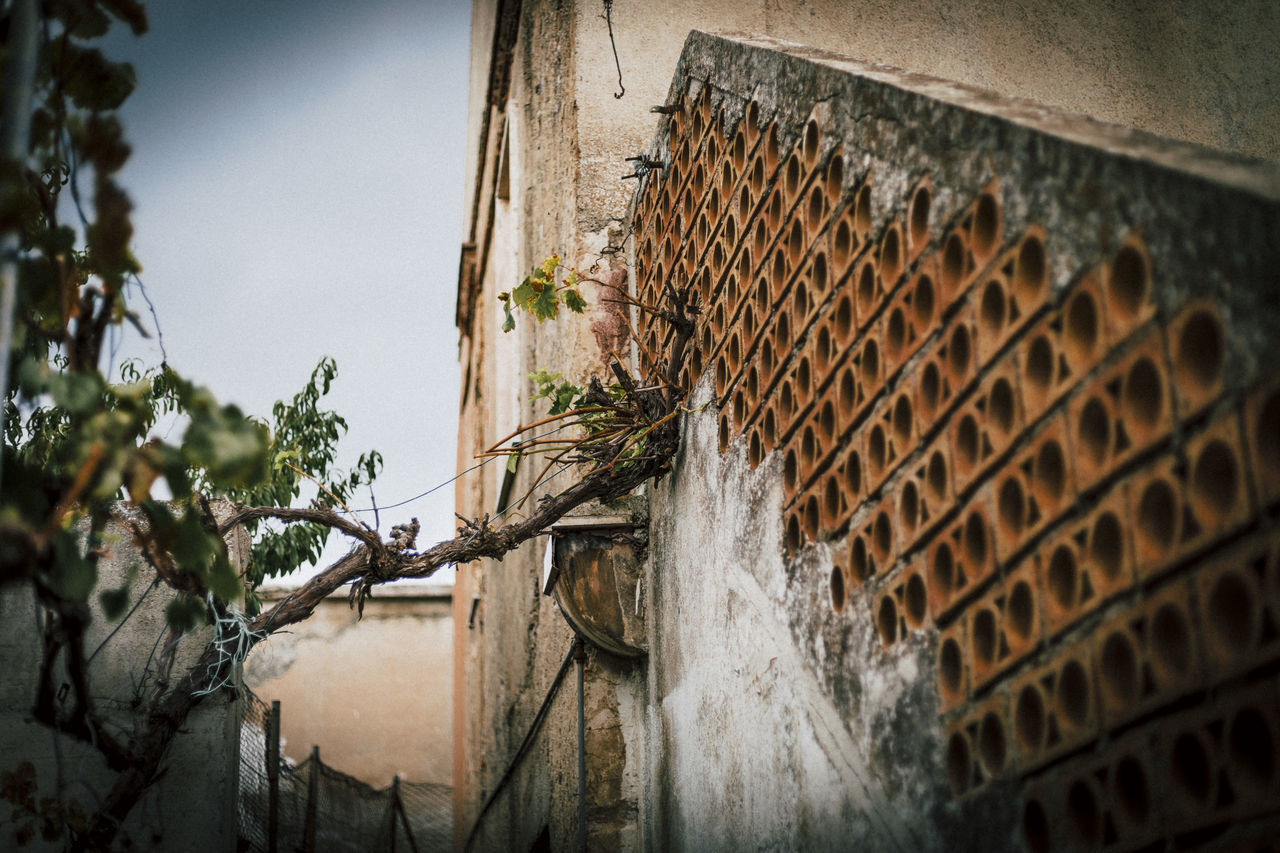 LOW ANGLE VIEW OF PLANTS BY BUILDING