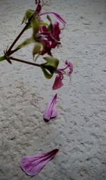 Close-up of wilted rose