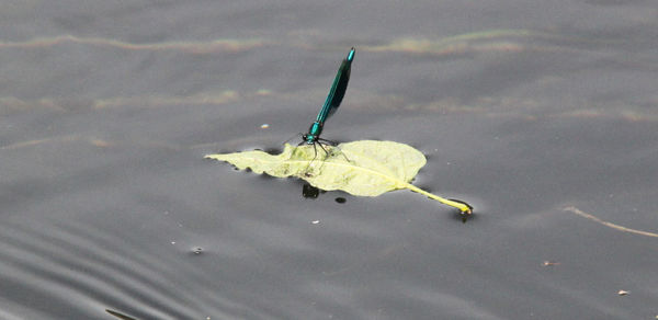 High angle view of leaf floating on water