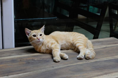 Portrait of ginger cat on wooden table