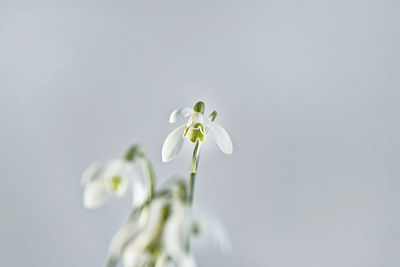 Close-up of white flowering plant