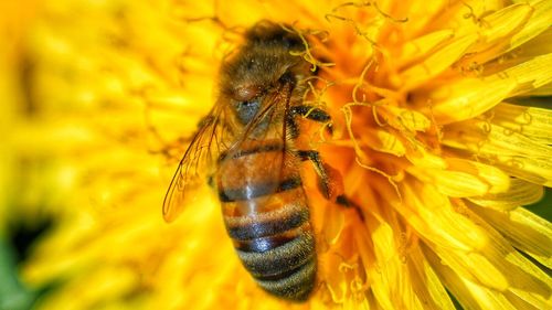 Close-up of bee on yellow flower