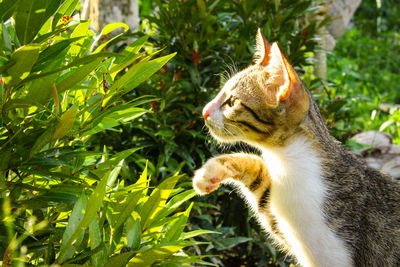 Close-up of a cat