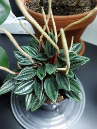 Close-up of succulent plant in pot