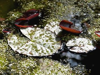 High angle view of crab in water