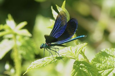 Close-up of dragonfly on leaf