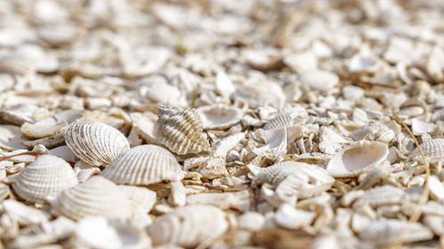 shell