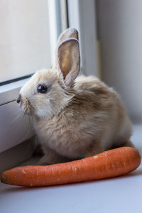 Cheerful and happy decorative rabbit with orange carrot close-up. easter bunny. high quality photo