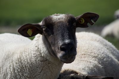 Close-up portrait of young