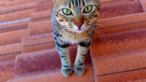 Portrait of cat on roof