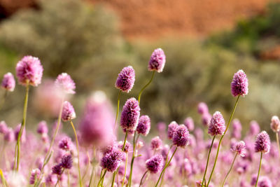 Close-up of pink flowers