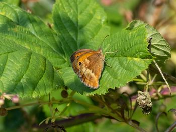 Close-up of butterfly pollinating flower