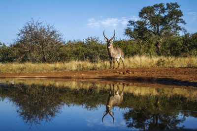 Deer on field