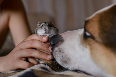 Cropped hand holding hamster on bed