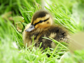 Close-up of young bird on field
