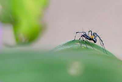 Close-up of insect on leaf