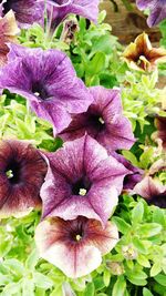 Close-up of purple flowers blooming outdoors