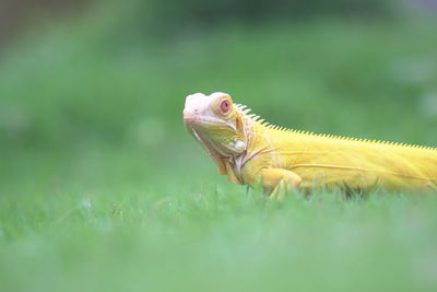 Close-up of lizard on grass