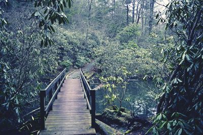 Footpath amidst trees