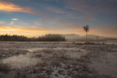 Winter on a bog