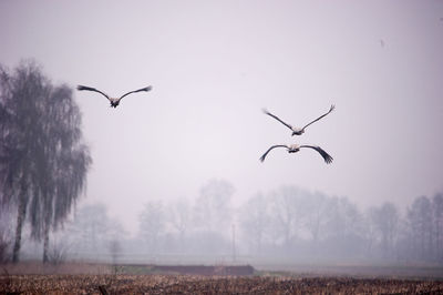 Low angle view of birds flying against sky
