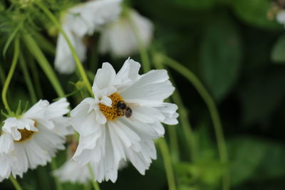 Close-up of bee on white flowering plant